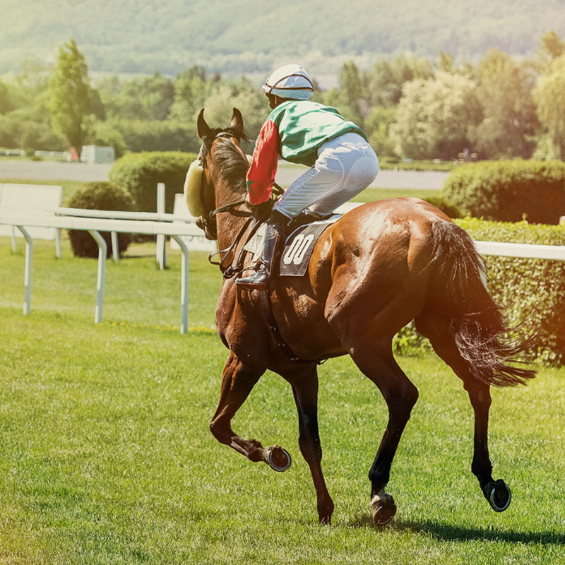 Group minibus transport for all race days, including Cheltenham, the Grand National, Ascot, Aintree, Haydock, Chester and Cartmell